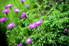 Plant Seeds (American basketflower) for colorful blooms in the garden beds or ornamental pots