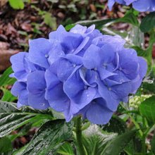 Geranium Blue Seeds for growers filling out the Beautiful Gardens (50 pcs