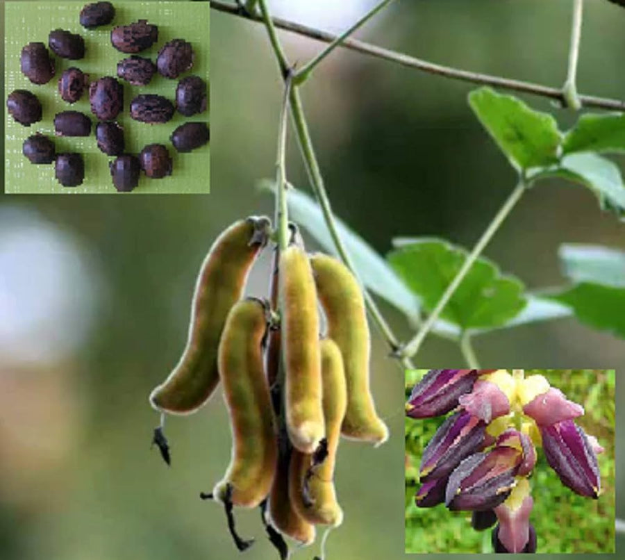 Mucuna pruriens climbing vine grown from seeds on trellises and fences in vertical gardens