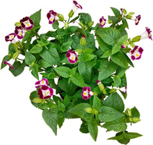 Wishbone Mixed Flower Seeds for planting in flower bed