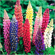 Castle Russell Lupine Seeds for a bright addition to the Lupinus bed wild garden