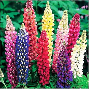 Lupine Lupinus Polyphyllus Russell Flower Seeds for Planting – Tall Blooms for Cottage Gardens and Wildflower Displays