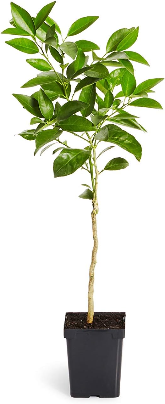 Citrus Orchard for planting in home garden.