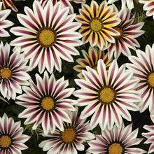 Gazania Kiss White Seeds for growers seeking a long-blooming display