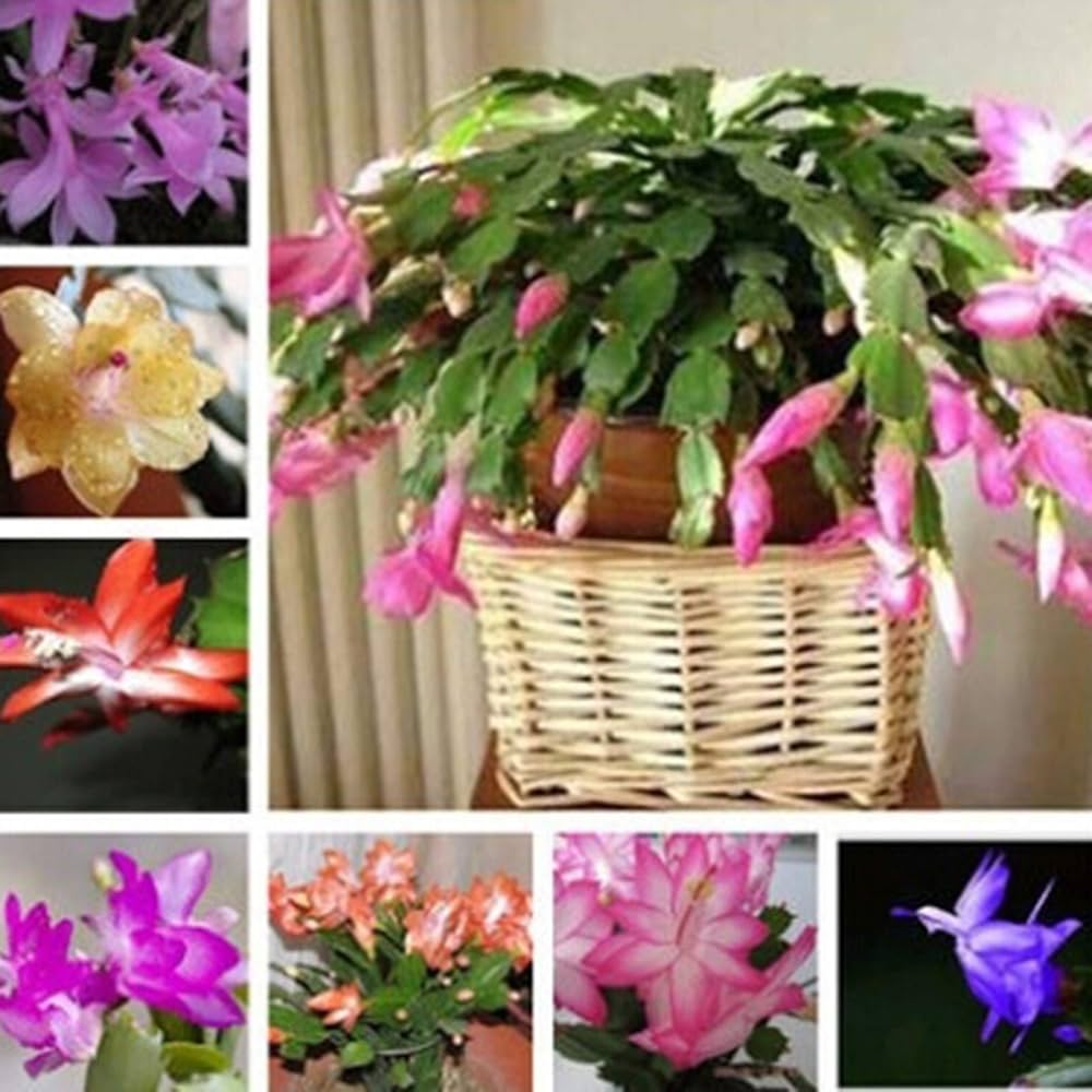 Schlumbergera Zygocactus Rare Flower - for planting in home garden