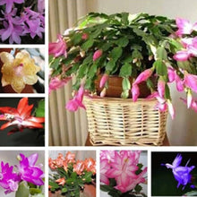 Schlumbergera Zygocactus Rare Flower - for planting in home garden