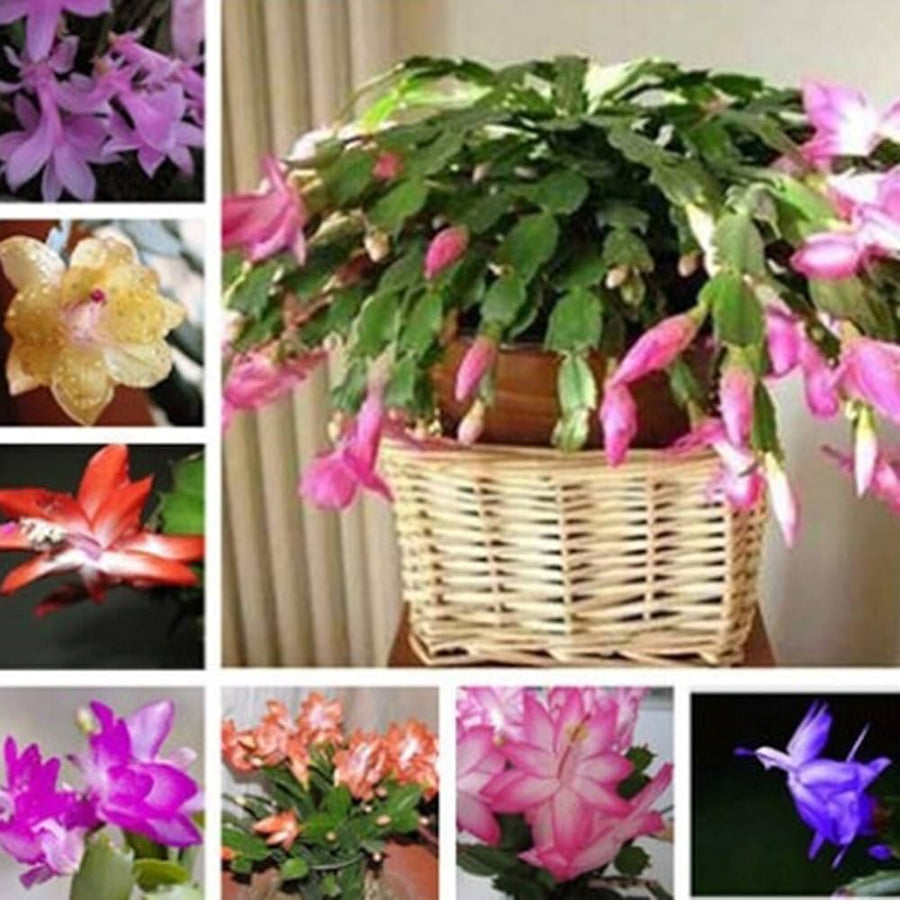 Schlumbergera Zygocactus Rare Flower - for planting in home garden