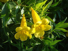 Rapeseed Seeds (Brassica napus) for growers seeking a long-blooming display