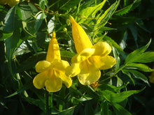 Brassica Oleracea Seeds for seasonal color across the Light Yellow Garden