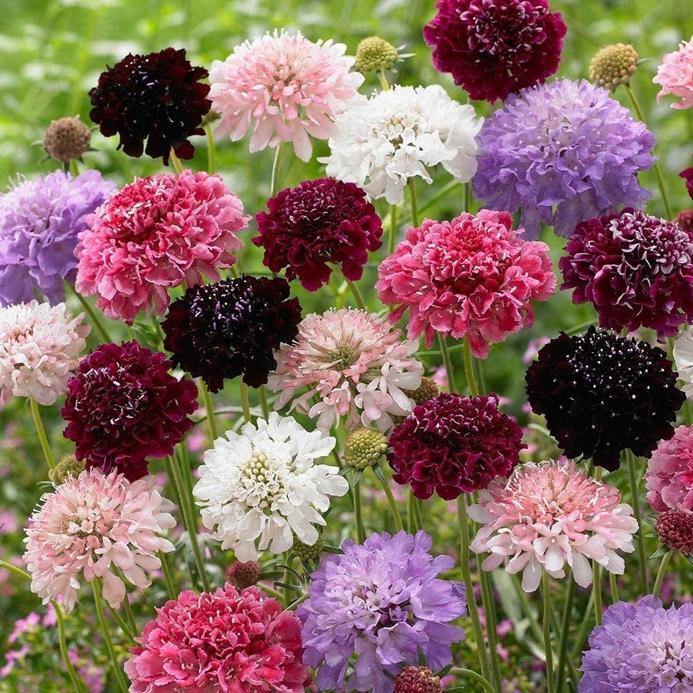 White Scabiosa Flower Seeds â€“ Elegant Perennial Blooms
