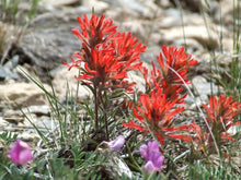 Indian Paintbrush Castilleja Indivisa Seeds for seasonal color across the Wild Garden Flower Border
