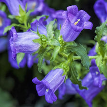 Canterbury bell blue (Campanula medium) for planting in garden