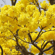 Tabebuia Chrysantha Yellow Seeds for a lasting addition to the landscape