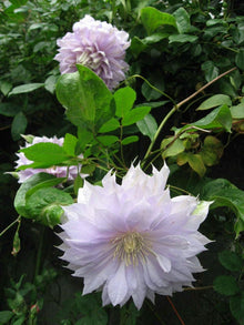 Hardy Clematis Floral Columbine Clematis spp. for planting in garden