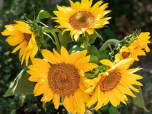 Sunflower Seeds (Helianthus annuus) for a lasting display in the vegetable patch home garden