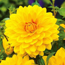 Yellow Dahlia Seeds (Dahlia pinnata) for colorful blooms in the Potted Flower Bed