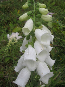 Digitalis Pure White Foxglove Seeds known for elegant White Flowers