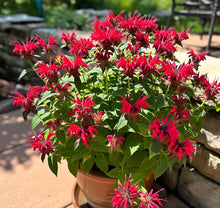 Bee Balm Seeds (Didyma pollinator) for a lasting display in the Monarda garden flower bed