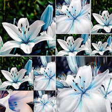 Lily Lilium Hybrida Blue Heart Mixed Seeds grown for potted Seasonal Blooms
