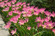Aspen Fleabane - An original pink lily flower Seeds for gardeners building out beds and borders