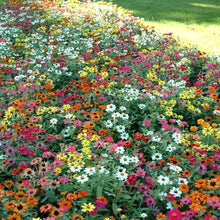 Zinnia Profusion Fire Seeds (Zinnia elegans) for a bright addition to the sunny beds and home garden planting