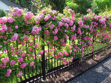 Pink climbing rose flower seeds