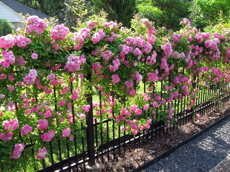 Pink climbing rose flower seeds