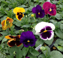 Pansy Giant Mix Seeds for growers filling out the Flower Pots Balcony Gardens