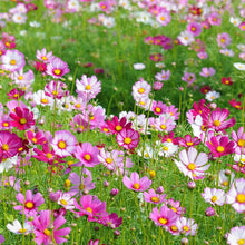 Galsang Indoor Flowering Seeds for long-term planting in the yard
