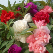 Rose Seeds for colorful blooms in the Flower Bed & Urban Garden