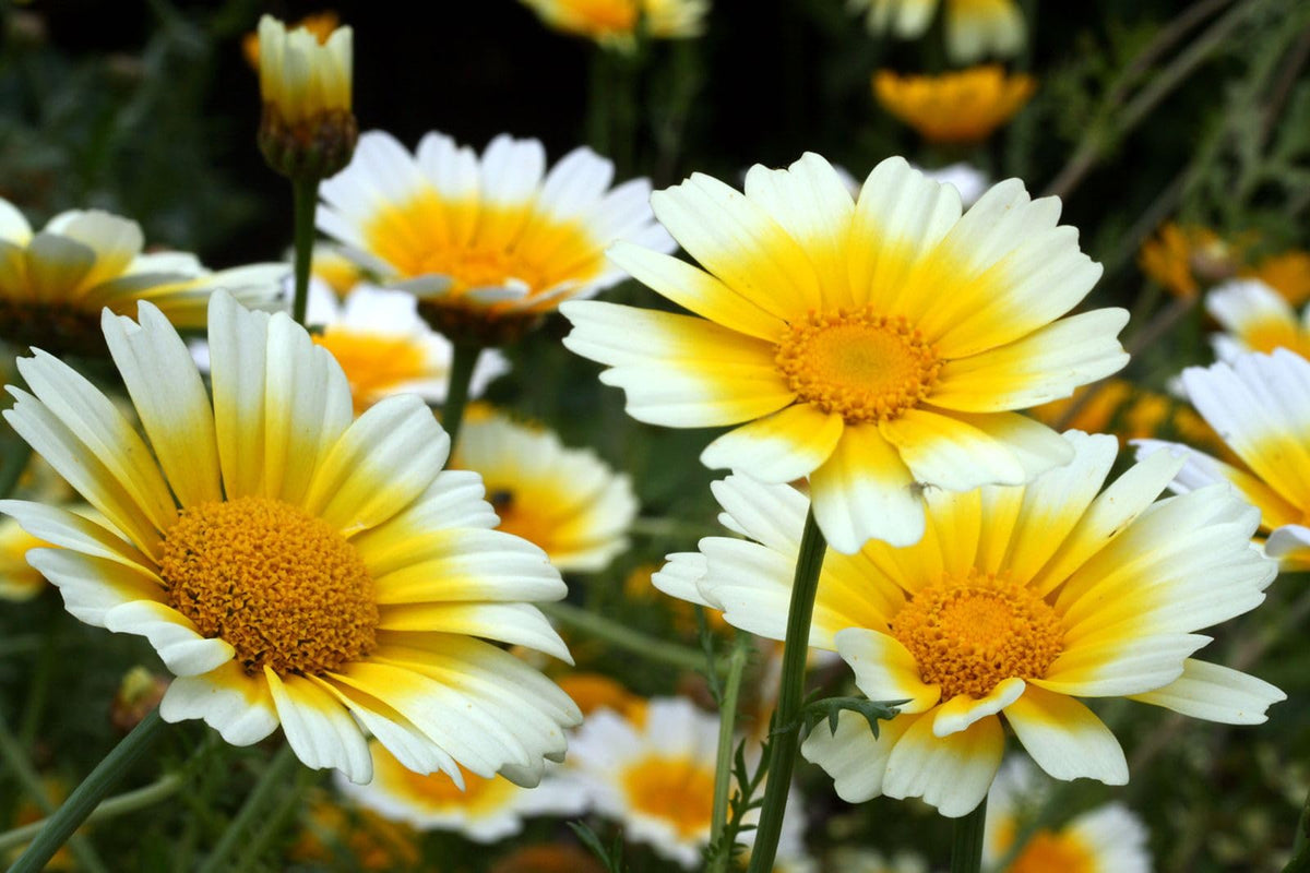 Chrysanthemum Chrysanthemum indicum and Gerbera hybrid flower seeds for planting in home garden beds - for planting in home garden