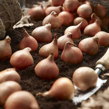 Tulip Tulipa Hybrida Seeds for a lasting display in the Garden Spring Garden Displays