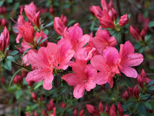 Azalea Seeds for reliable seasonal color