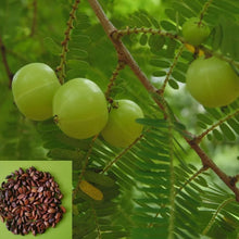 Gooseberry fruit bonsai organic seeds for home garden