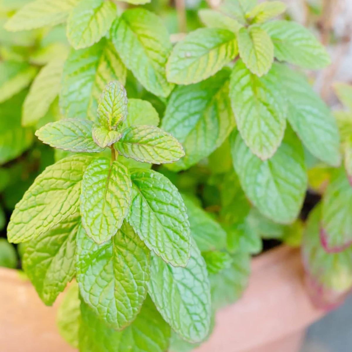 Spearmint Mentha spicata herb plant seeds