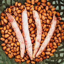 Bush Taylor Dwarf Horticultural Bean Seeds for productive rows in the Garden Beds