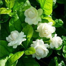 Jasmine Flower Seeds  Fragrant Blooming Garden Plant Premium Quality Seeds