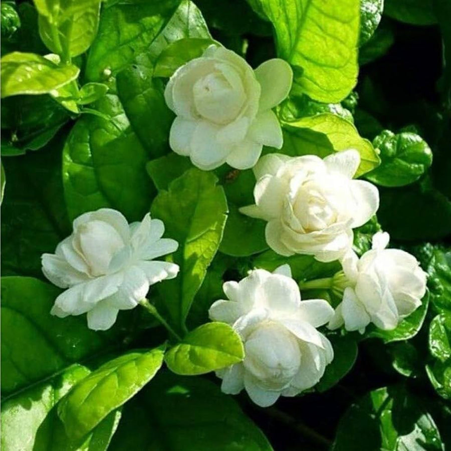 Jasmine Flower Seeds  Fragrant Blooming Garden Plant Premium Quality Seeds