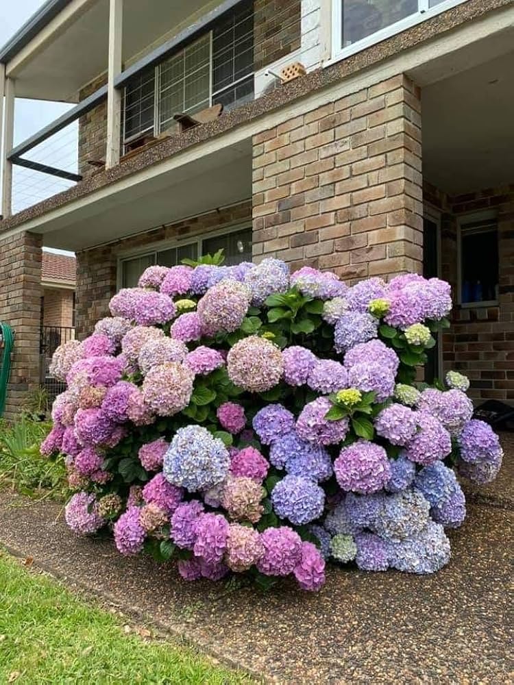 Hydrangea Hydrangea Macrophylla Mixed Color Flower Seeds for Planting – High Sprouting Rate for Garden and Pots