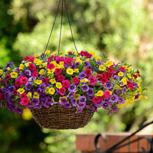 Hanging Petunia Seeds (Petunia hybrida) for a bright addition to the balcony pots and hanging basket planting
