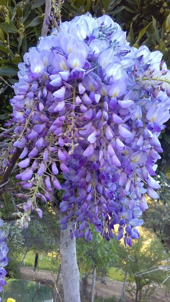 Blue Wisteria (Wisteria sinensis) seeds for garden planting