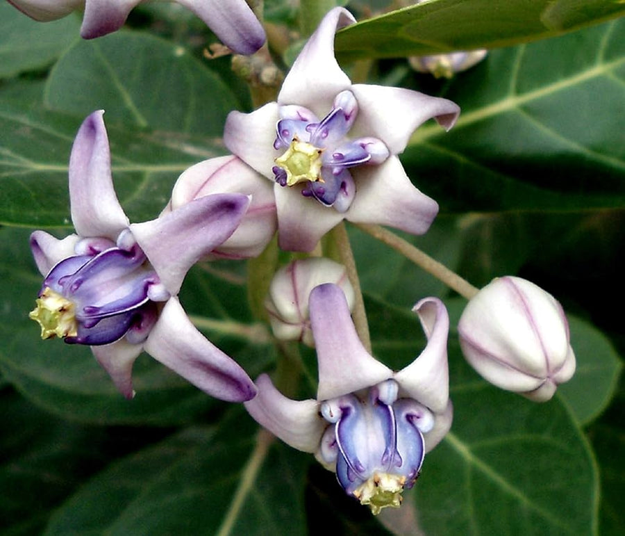 Crown Flower Calotropis Gigantea seeds