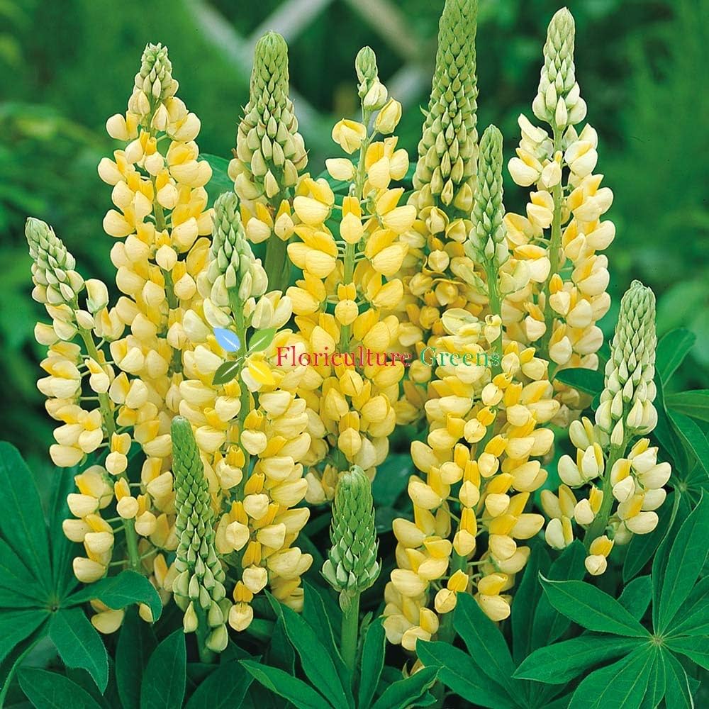Lupine Colorful Rainbow Hardy Ornamental Flower - for planting in home garden