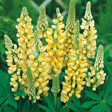 Lupine Colorful Rainbow Hardy Ornamental Flower - for planting in home garden