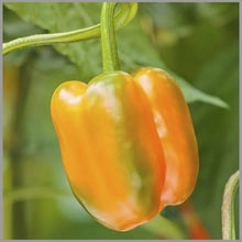 Organic Orange Bell Pepper Seeds for growers stocking a kitchen garden