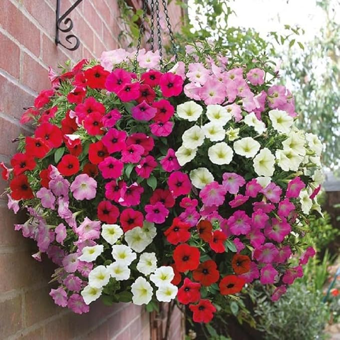 Petunia Petunia Hybrida Garden Flower Seeds for Planting – Ideal for Hanging Baskets and Container Gardening