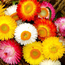 Immortelle Straw Daisy Seeds for seasonal color across the Garden