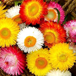 Helichrysum Strawflower Karmesinrot Seeds â€“ Deep Crimson Blooms for Dried Flower Crafts