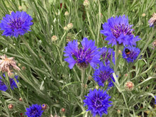 Cornflower Imperialis Mix Seeds for reliable seasonal color