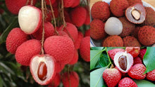 Red Sweet Juicy Lychee Seeds for growers wanting a homegrown harvest